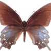 Battus philenor philenor