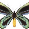 Ornithoptera alexandrae