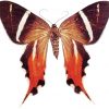 Erateina staudingeri