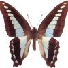 Graphium sarpedon