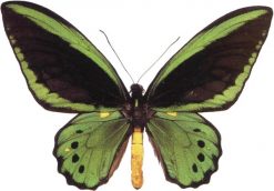 Ornithoptera priamus