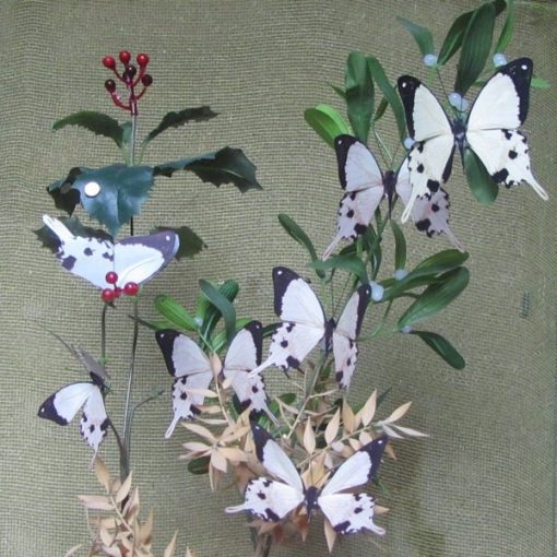 Papilio dardanus