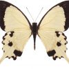 Papilio dardanus