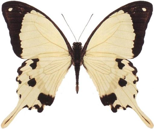 Papilio dardanus