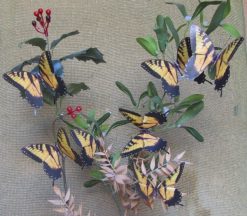 Papilio glaucus