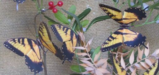 Papilio glaucus