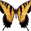 Papilio glaucus