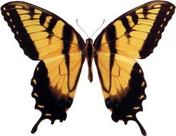 Papilio glaucus