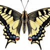 Papilio machaon