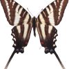 Papilio marcellus