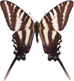 Papilio marcellus