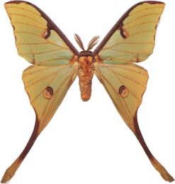 Argema mimosae