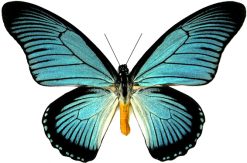 papilio zalmoxis