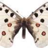 Parnasius apollo