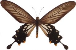Parides coon