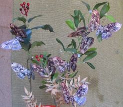 Brahmaea wallichii