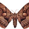 Brahmaea wallichii