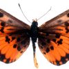 Acraea rogersi