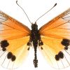 Acraea igati