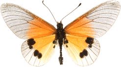 Acraea igati