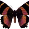 Alcides zodiaca