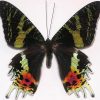 Chrysiridia rhipheus