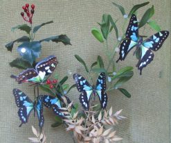 Graphium stresemanni