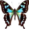 Graphium stresemanni