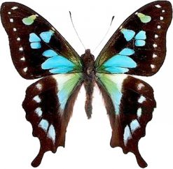 Graphium stresemanni