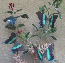 PAPILIO BLUMEI