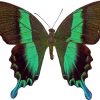 PAPILIO BLUMEI