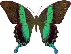 PAPILIO BLUMEI