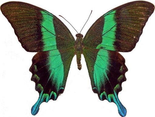 PAPILIO BLUMEI