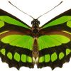 Philaethria dido