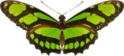 Philaethria dido