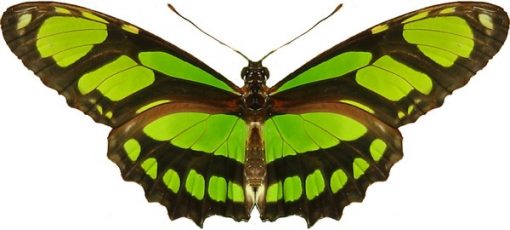 Philaethria dido