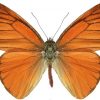 Appias nero