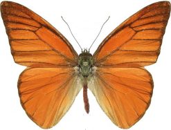 Appias nero