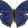 Junonia rhadama