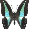 Graphium sarpedon luctatius