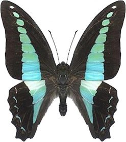 Graphium sarpedon luctatius