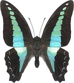 Graphium sarpedon luctatius