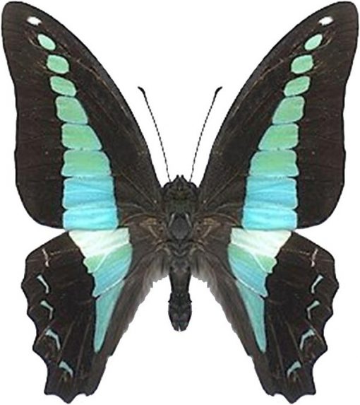 Graphium sarpedon luctatius