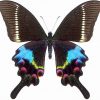 Papilio Krishna Krishna