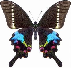 Papilio Krishna Krishna
