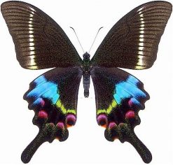 Papilio Krishna Krishna