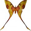 Actias maenas maschio
