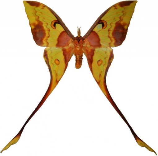 Actias maenas maschio