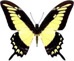 Papilio lycophron phanias