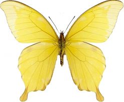 Papilio nobilis crippsianus